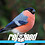 Bullfinch